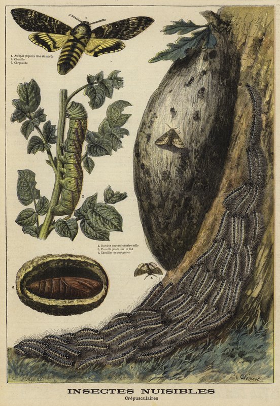 Skadelige insekter: Deaths Head Hawkmoth av French School