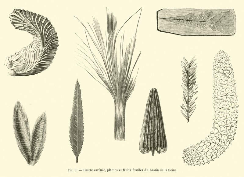 Carenee østers, fossile planter og frukt fra Seine-bassenget av French School
