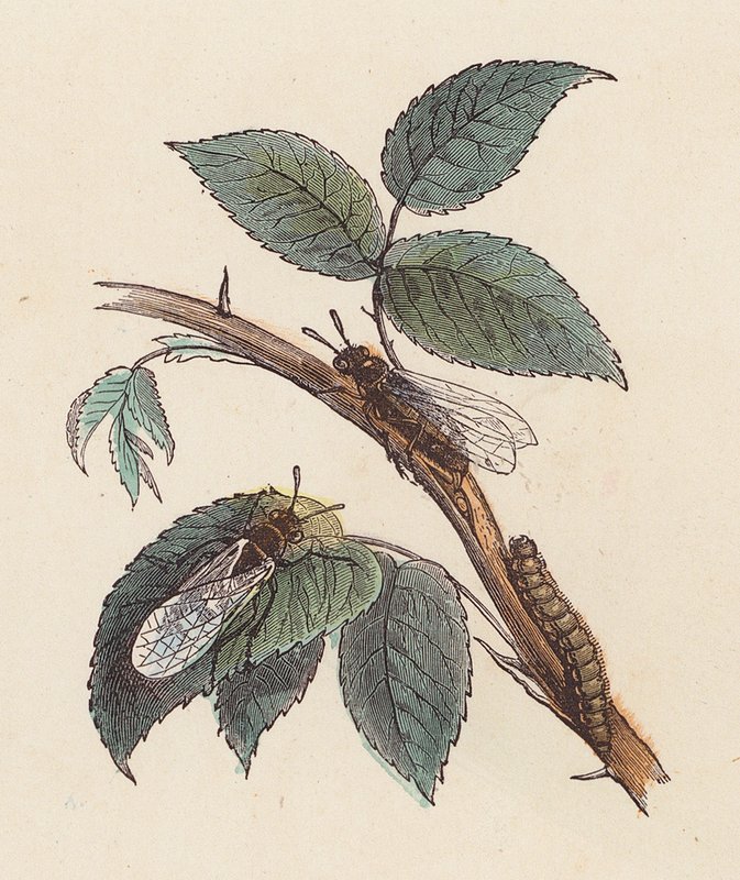 Insekter og larve på en plante (farget gravering) av French School