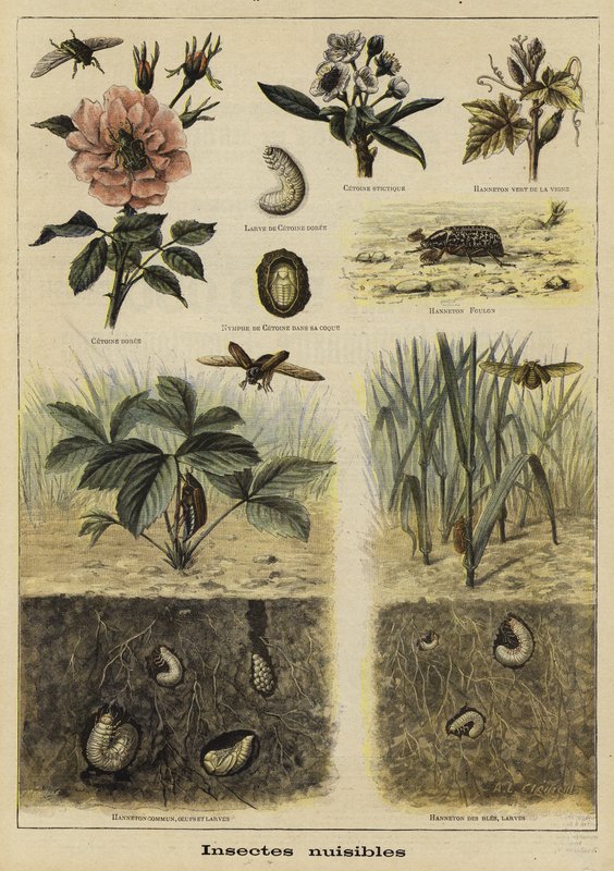 Insekter som er skadelige for landbruket av French School