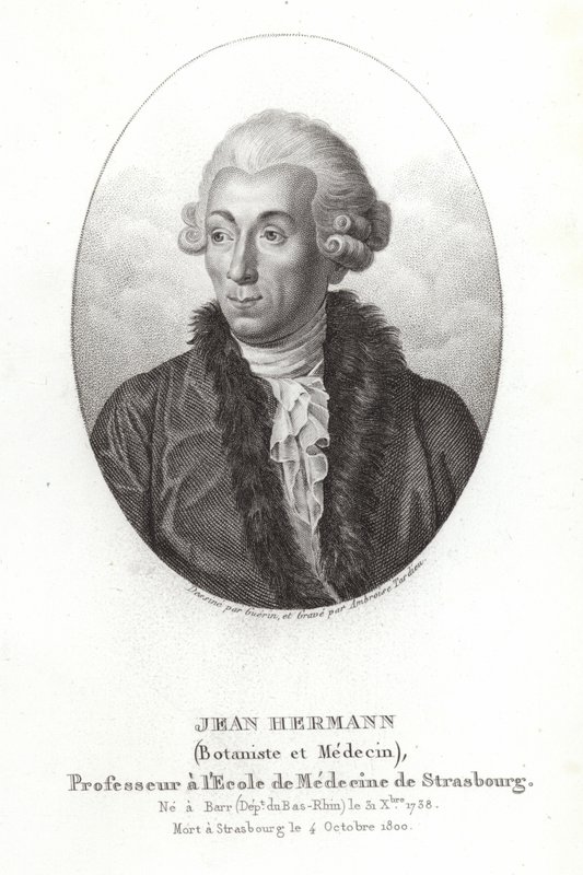Jean Hermann av French School