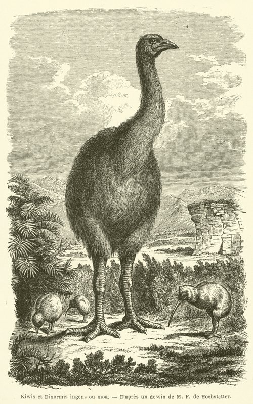 Kiwi og Dinormis enorme ou moa (gravering) av French School