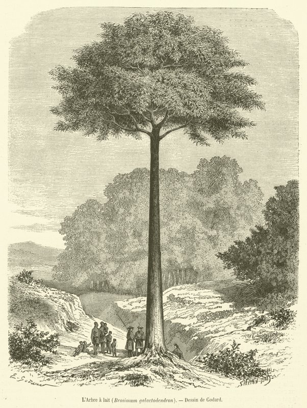 Melketreet, Brosimum galactodendron (gravering) av French School