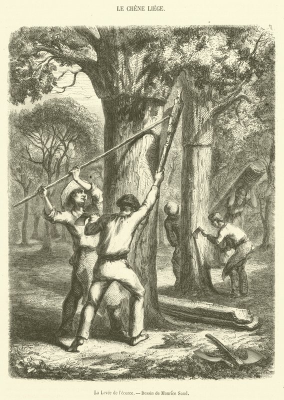 The Lifting of the Bark (gravering) av French School