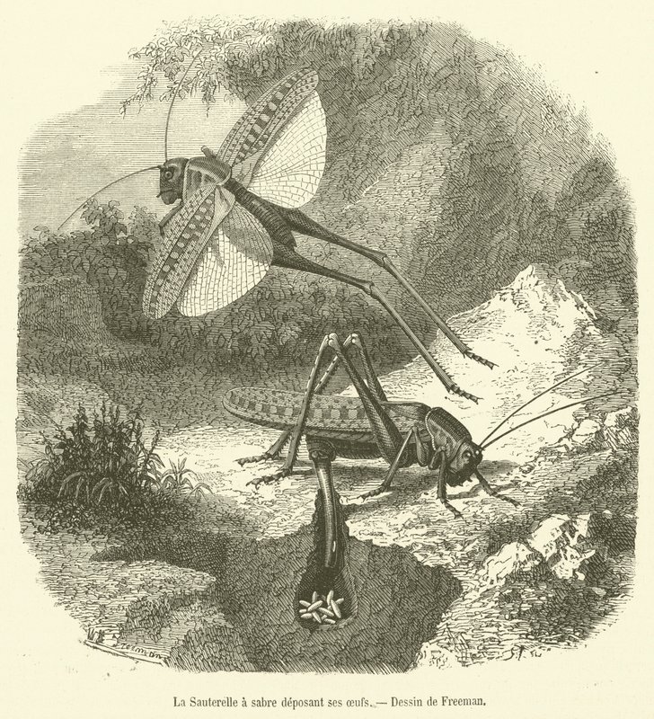 Sabre Grasshopper legger eggene sine (gravering) av French School
