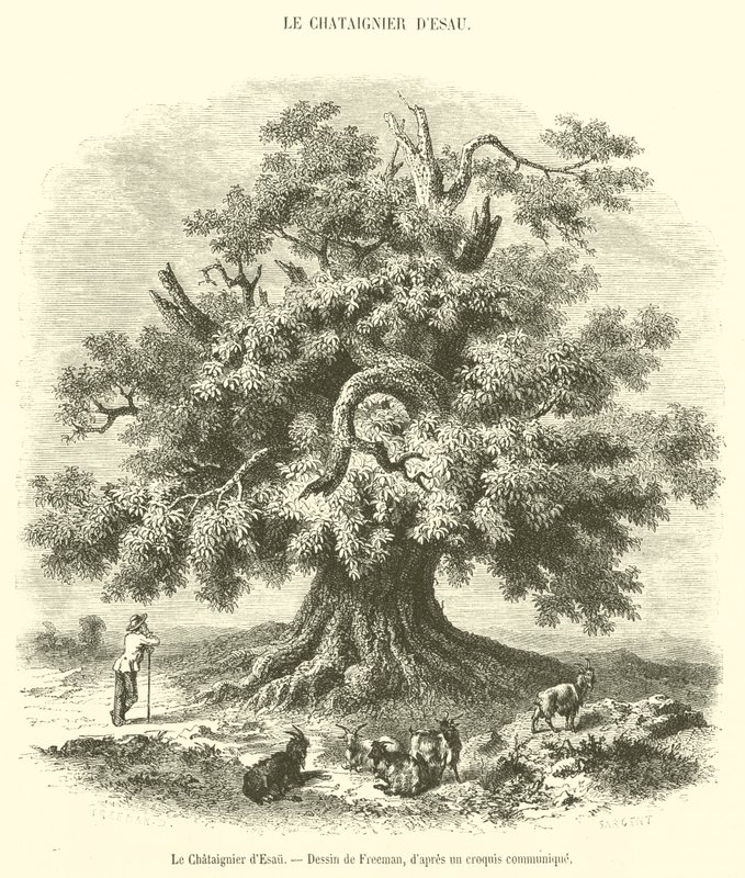 Kastanjetreet til Esau (gravering) av French School