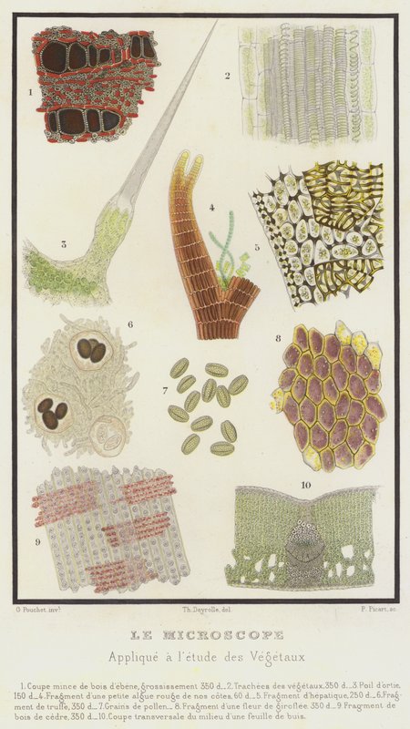 Mikroskopet, brukt på studiet av planter (farge litho) av French School