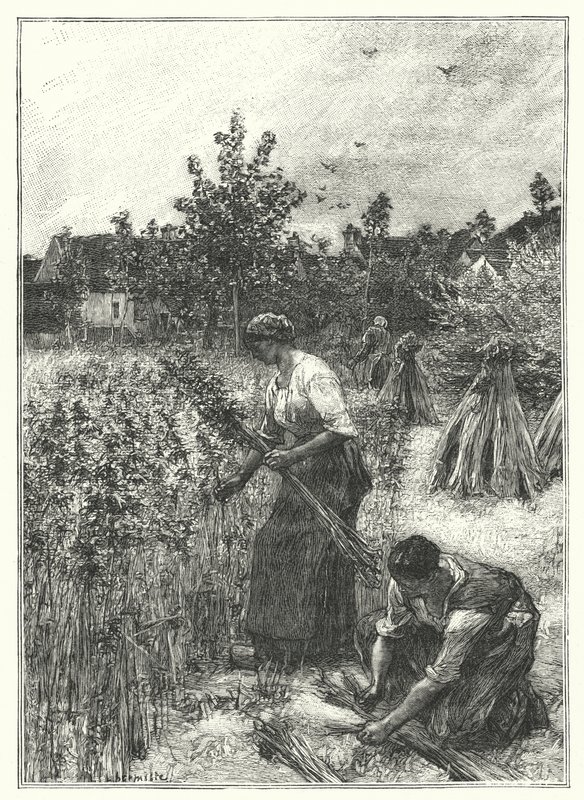 Hamp Harvest (gravering) av French School