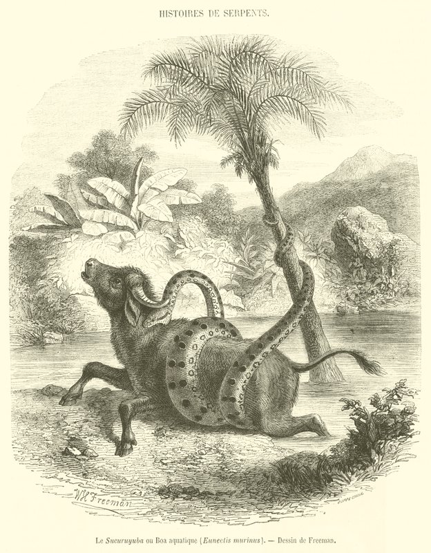 Sucuruyuba eller vannboa, Eunectis murinus (gravering) av French School