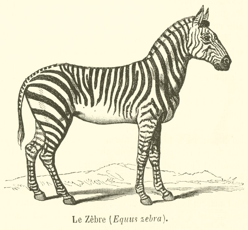 Le Zebre, Equus zebra (gravering) av French School