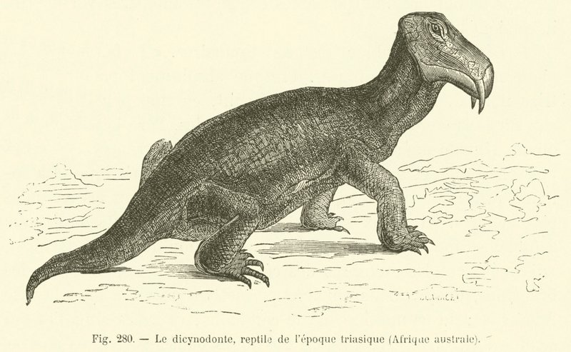 Dicynodonten, krypdyr fra triasperioden, Sør-Afrika (gravering) av French School