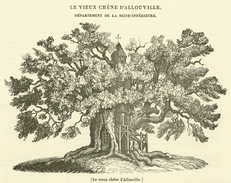 Den gamle eiken i Allouville (gravering) av French School