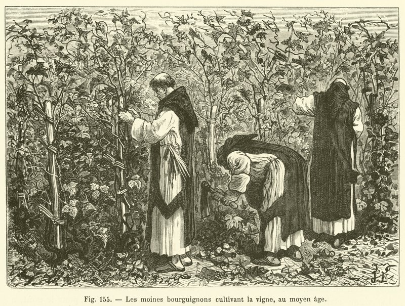 Burgundiske munker som dyrker vinstokker, i middelalderen (gravering) av French School