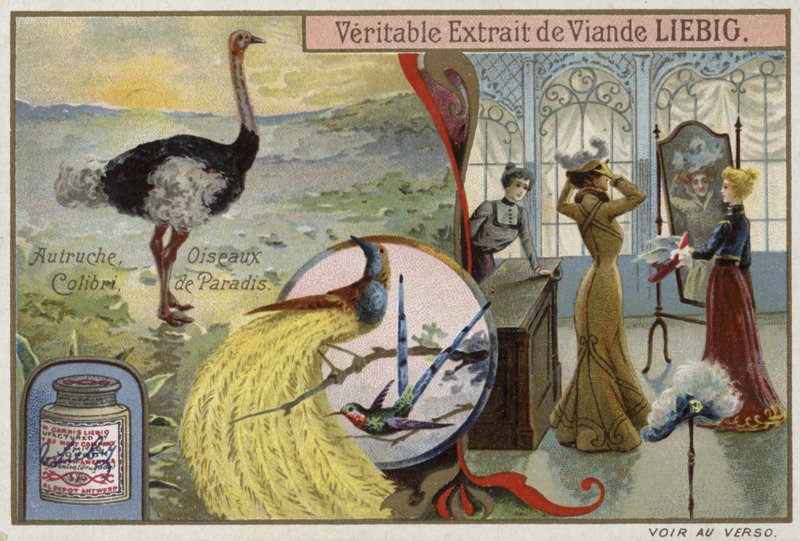 Liebig-kort med bilder av fugler av French School