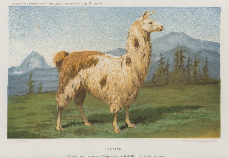 Hann lama født i Remiremont (Vosges), Frankrike (chromolitho) av French School