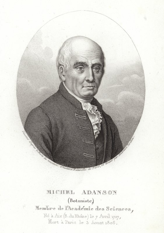 Michel Adanson av French School