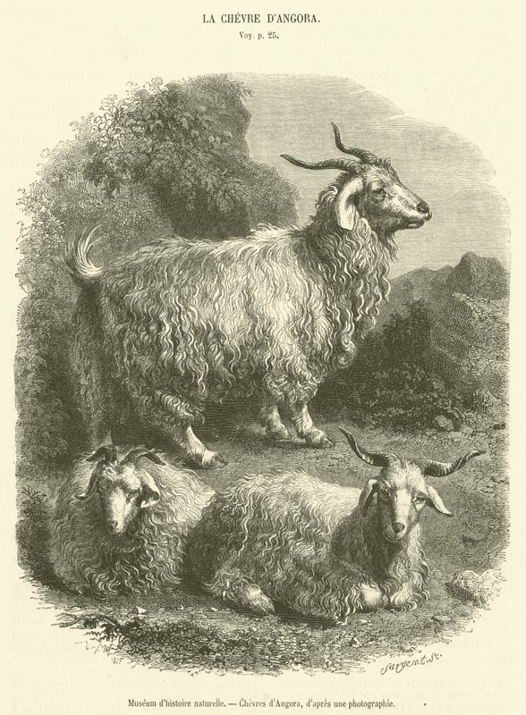Naturhistorisk museum, Geiter av Angora (gravering) av French School