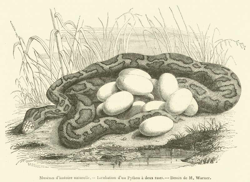 Museum of Natural History, inkubasjon av en to-stripet pyton (gravering) av French School