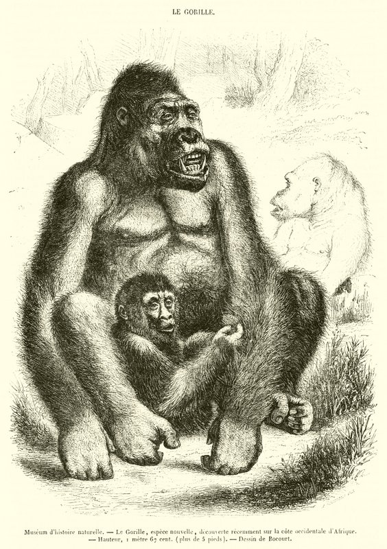 Naturhistorisk museum, Gorillaen (gravering) av French School