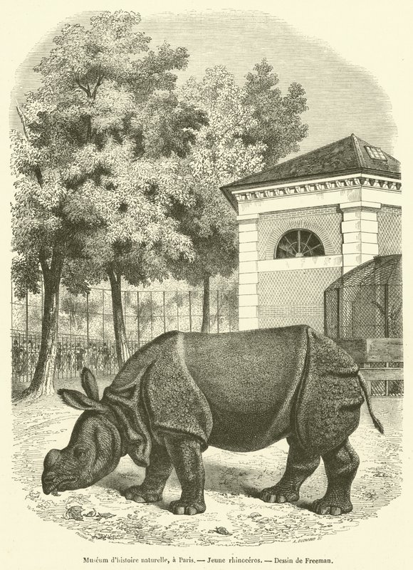 Museum of Natural History, i Paris, Ungt neshorn (gravering) av French School
