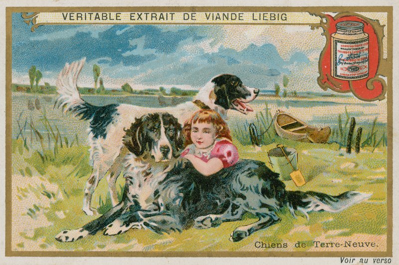 Newfoundland hunder av French School
