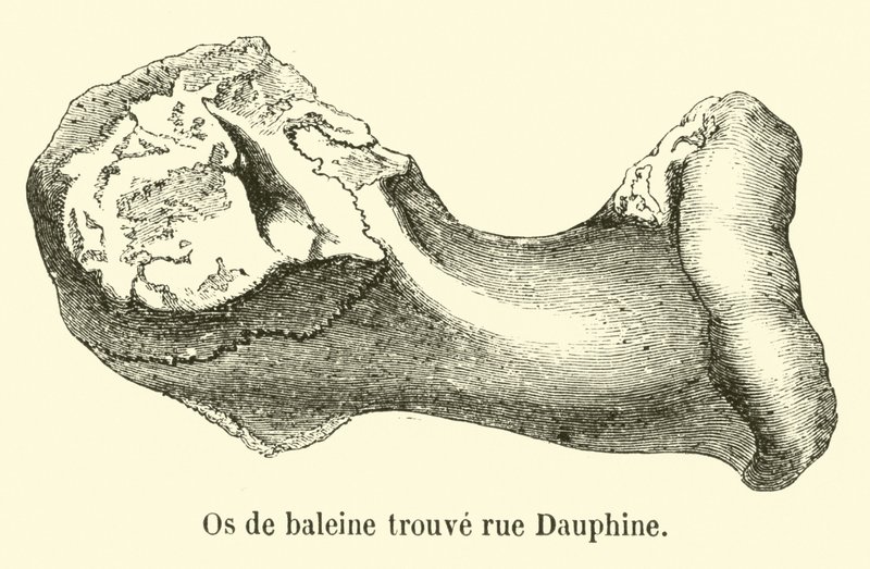 Hvalbein funnet rue Dauphine av French School