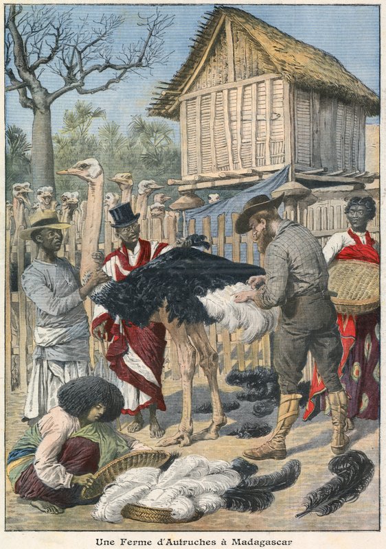 Strutsefarm på Madagaskar av French School