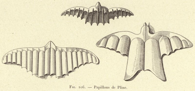 Sommerfugler av Plinius (gravering) av French School