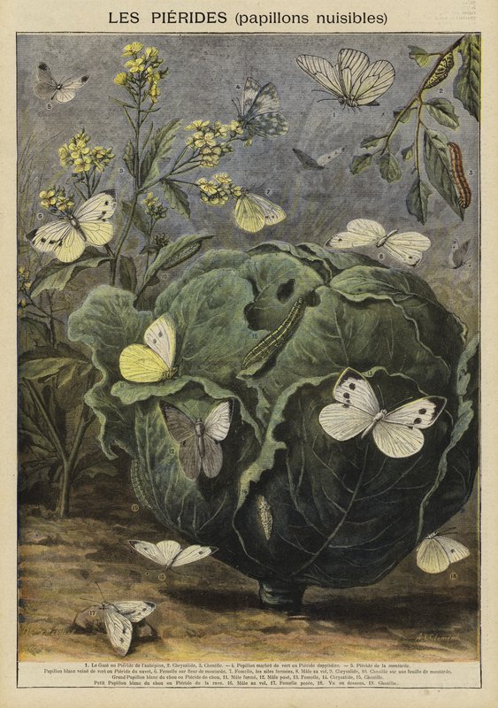 Pieridae (skadelige sommerfugler) av French School