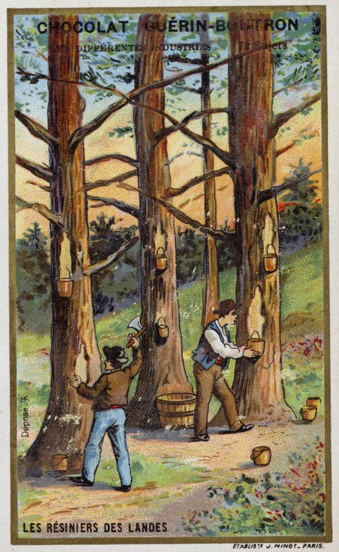 Furuharpikssamlere i Landes, Frankrike (Chromolitho) av French School