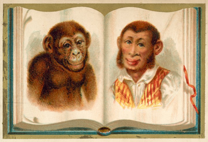 Portretter av en ape og en mann (chromolitho) av French School