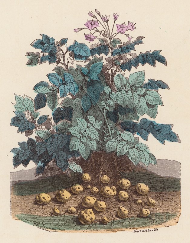 Potetplante (farget gravering) av French School