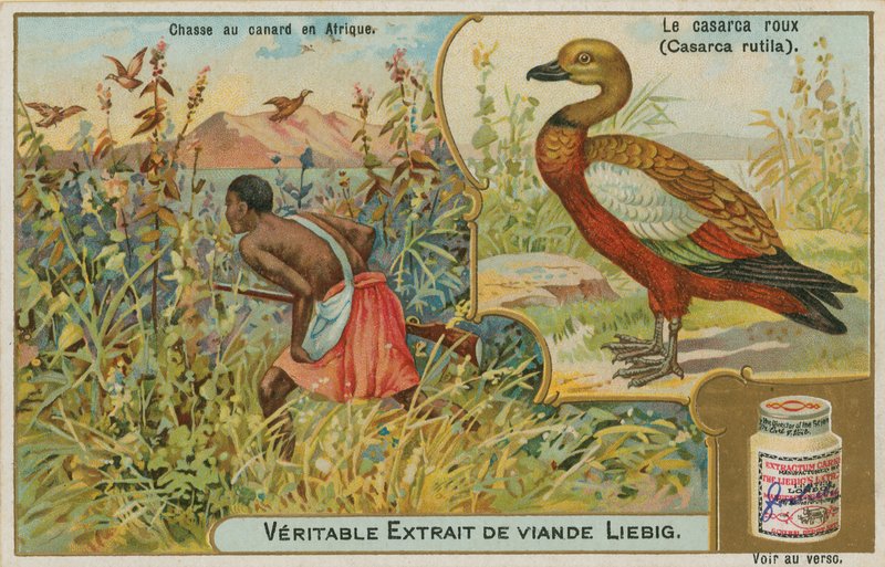 Ruddy Shelduck; andejakt i Afrika av French School