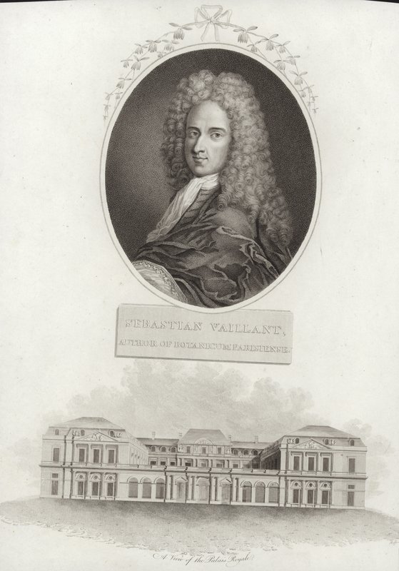 Sebastien Vaillant av French School