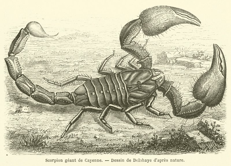 Cayenne kjempeskorpion (gravering) av French School