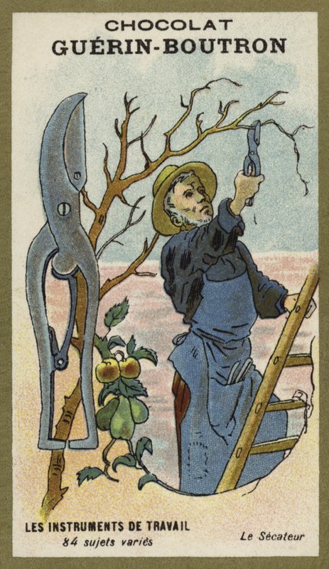 Sekatør av French School