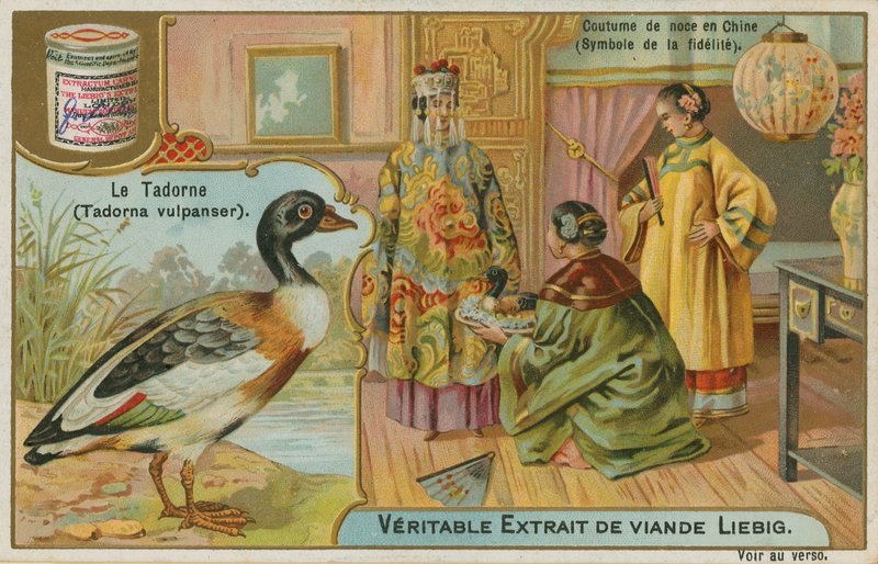 Shelduck; tilbys som en bryllupsgave i Kina hvor den blir sett på som et symbol på troskap av French School