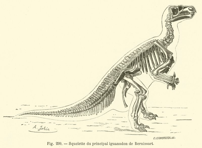 Skjelett av Bernissarts viktigste iguanodon (gravering) av French School