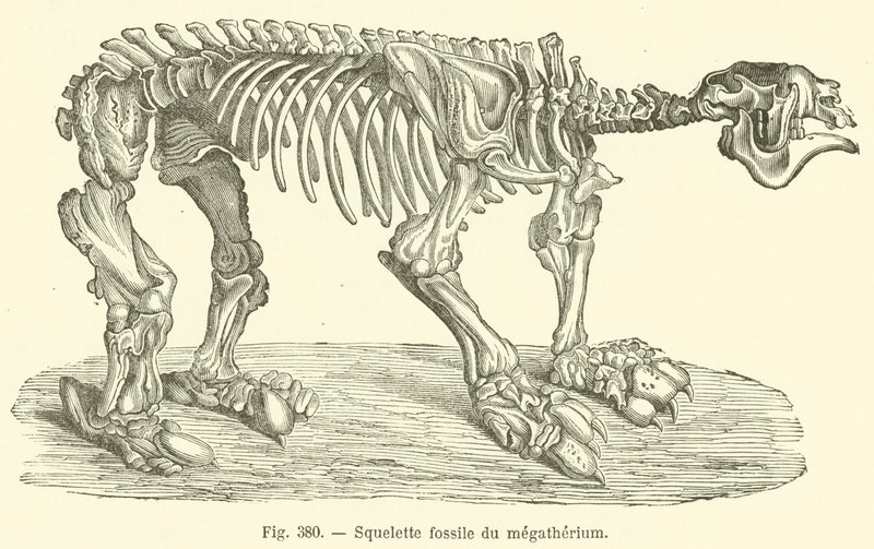 Squelette fossile du megatherium (gravering) av French School