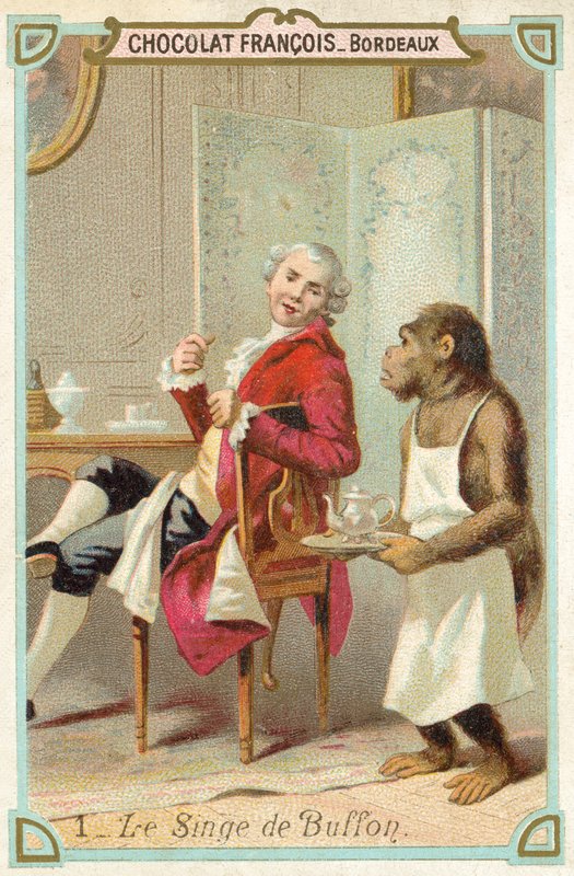 Apen til Comte de Buffon, fransk naturforsker (chromolitho) av French School