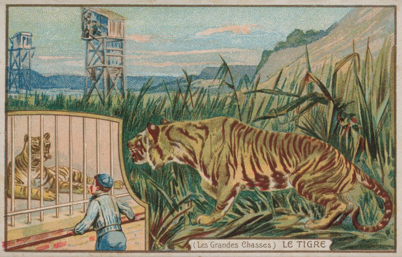 Tiger (chromolitho) av French School