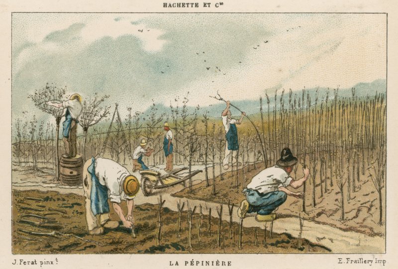 Trebarnehage av French School