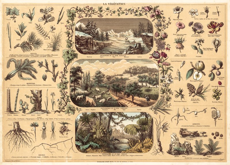 Vegetasjon (farge litho) av French School