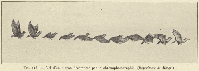 Flyvning av en nedbrutt due ved kronofotografering av French School