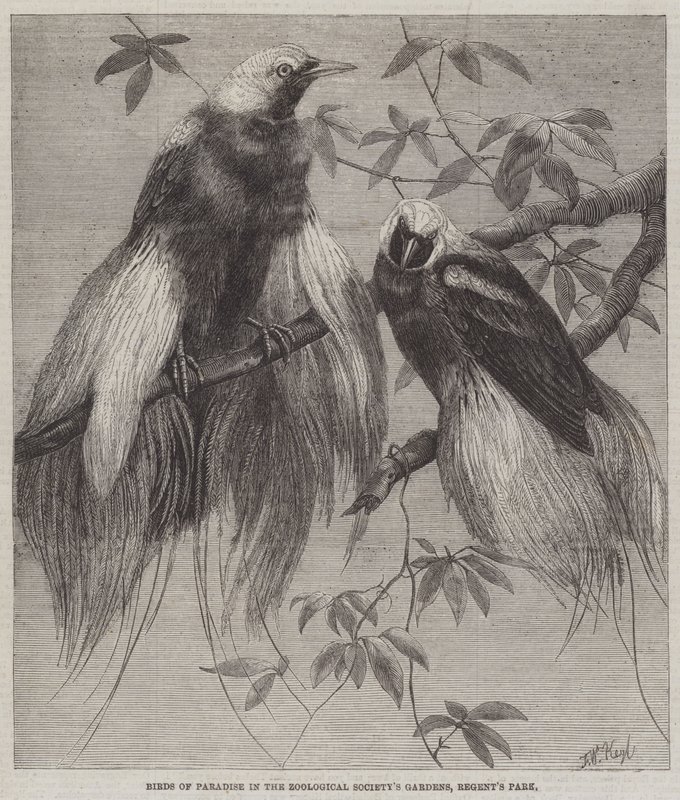 Birds of Paradise i Zoological Society's Gardens, Regent's Park av Friedrich Wilhelm Keyl