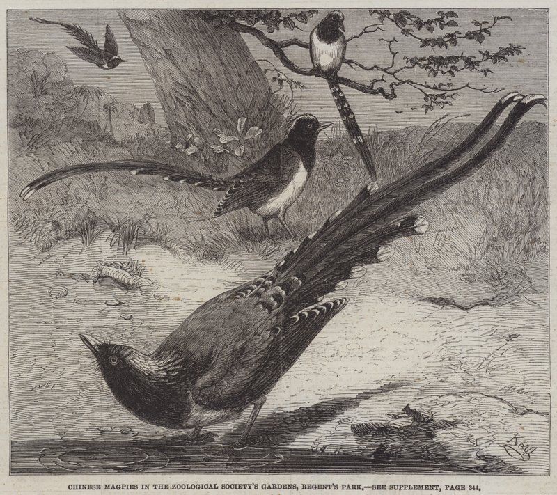 Kinesiske skjærer i Zoological Society