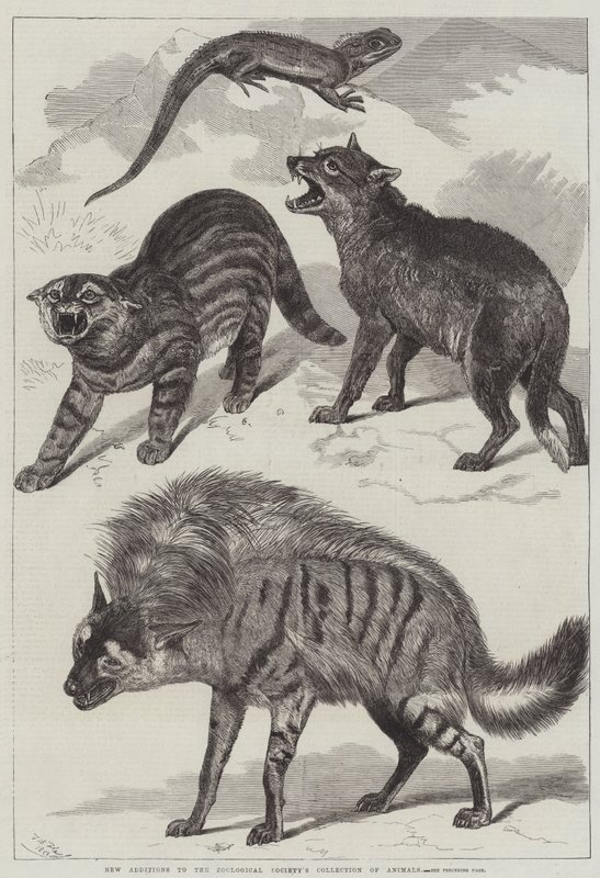 Nye tillegg til Zoologisk Forenings dyresamling av Friedrich Wilhelm Keyl