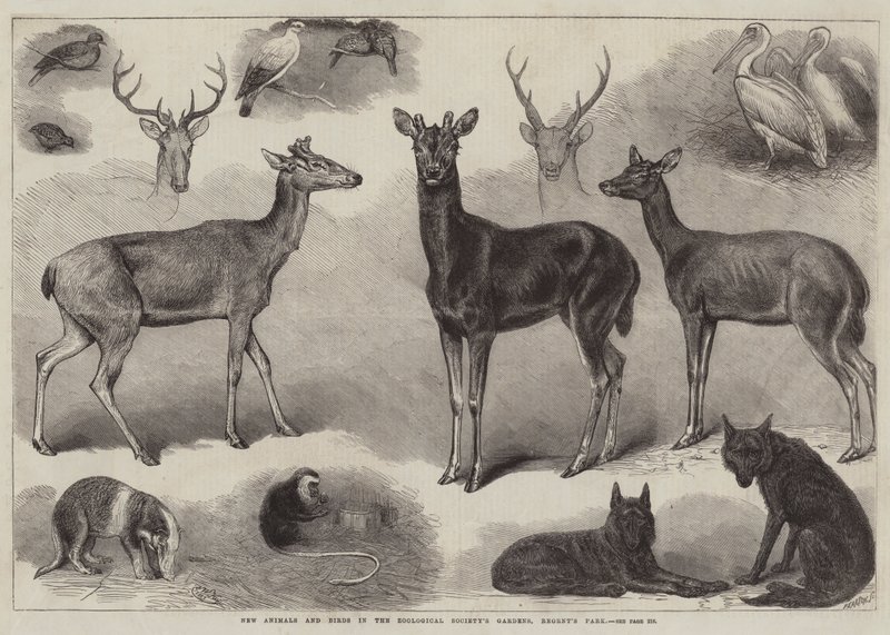 Nye dyr og fugler i Zoological Society's Gardens, Regent's Park av Friedrich Wilhelm Keyl