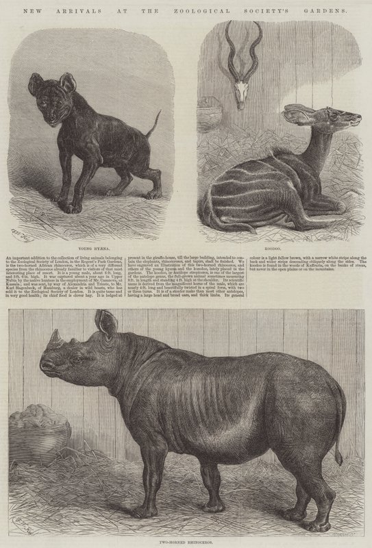 Nye ankomster til Zoologisk Forenings hager av Friedrich Wilhelm Keyl