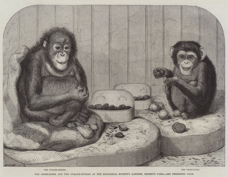 Sjimpansen og Ourang-Outang ved Zoological Society's Gardens, Regent's Park av Friedrich Wilhelm Keyl